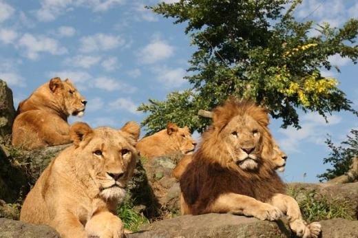 富士サファリパーク