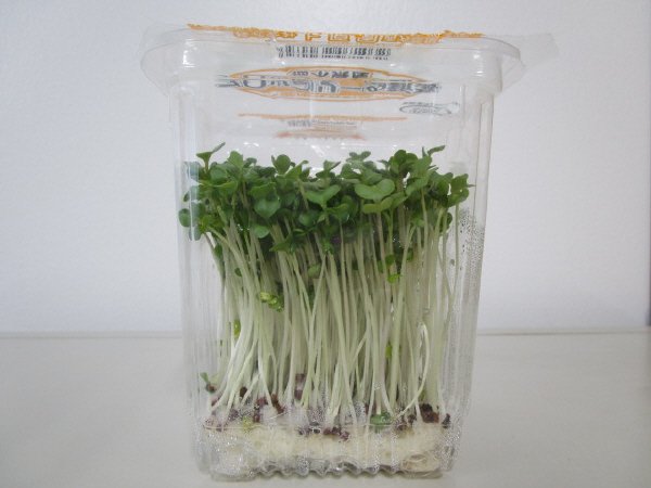 ブロッコリーの新芽