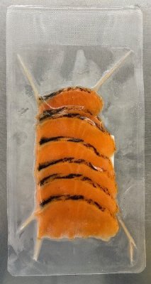 炙りサーモン（生食用）