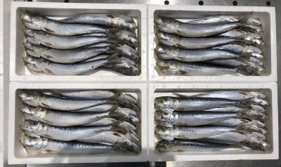 真いわし丸干し　四つ割