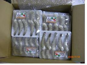 ベトナムＢ１６－１０ＥＺピール（M）