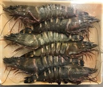 有頭シータイガー　３Ｌ６尾